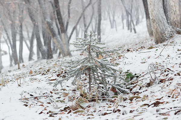포토 JPG 해외이미지 나무 계절 백그라운드 크리스마스 겨울 자연 날씨 산 사람없음 야외 초록색 환경 냉동 얼음 추위 흰색 나뭇가지 신선 눈송이 떨어짐 숲 언덕 서리 장면 상록수 침엽수 전나무 원뿔 삼림지대 제설기 폭설 눈내림 가문비나무 해외202309 해외포토 자연요소 도형 식물 기념일 컬러 컨셉 눈_날씨 자연재해 생태계 제설 파일형식