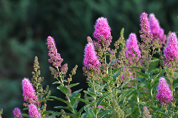 포토 JPG 해외이미지 식물 공원 꽃잎 꽃 분홍색 백그라운드 잎 자연 조명 사람없음 초록색 뷰티 정원 맑음 봄 벚꽃 나뭇가지 신선 개화 관목 에코 땅바닥 해외202309 해외포토 나무 계절 공공시설 컬러 날씨 바닥 환경 생태계 파일형식