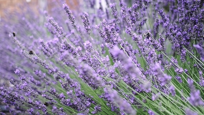 포토 JPG 해외이미지 식물 손 계절 꽃 유럽 백그라운드 꽃무늬 패턴 밭 농업 자연 하늘 바람 사람 사람없음 파란색 햇빛 태양 뷰티 농장 맑음 보라색 일몰 봄 프랑스 벚꽃 시골 개화 닫기 허브 제비꽃 향기 아로마 느림 라벤더 동영상 내추럴 프로방스 슬로모션 해외202309 해외포토 자연요소 나라 산업 컬러 무늬 모션 날씨 촬영기법 신체부위 노을 생태계 냄새 파일형식