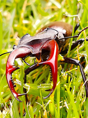 포토 JPG 해외이미지 공원 곤충 아침 거리 사람없음 그래픽 봄 숲 딱정벌레 그림 해외202309 해외포토 주간 동물 계절 공공시설 파일형식