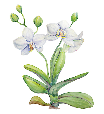 포토 JPG 해외이미지 클립아트 식물 꽃잎 꽃 줄기 꽃다발 결혼 잎 꽃무늬 일러스트 기념 선물 미술 사람없음 내부 그래픽 세트 유행 일본 스파 낭만 흰색 축하 인사 생일 난초 우아함 스케치 꽃집 그림 생태계 원예 하와이 엽서 초대 손그림 고립 구성 이국적 파라다이스 하와이인 그리너리 현실 해외202309 해외일러스트 외국인 기념일 아시아 컬러 컨셉 무늬 문화예술 이벤트 취미 상점 미국 예절 편지 파일형식 트랜드컬러