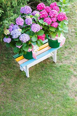 포토 JPG 해외이미지 식물 꽃잎 꽃 꽃다발 잎 자연 선물 사람없음 장식 초록색 여름 파란색 빛 뷰티 정원 봄 낭만 벚꽃 클래식 순수 원예 복고 수국 해외202309 해외포토 계절 컬러 컨셉 취미 생태계 파일형식