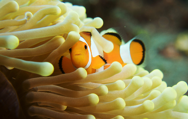 포토 JPG 해외이미지 바다 여행 사람없음 여행객 수중 인도네시아 해외202309 해외포토 아시아 사람 파일형식