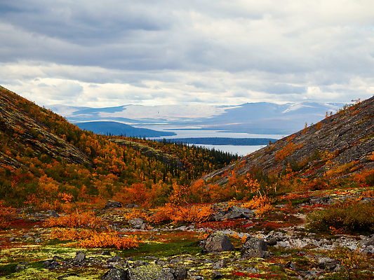 포토 JPG 해외이미지 나무 계절 호수 여행 백그라운드 잎 오렌지 자연 하늘 산 사람없음 야외 초록색 물 파란색 강 컬러풀 뷰티 반사 노란색 환경 계곡 트래킹 하이킹 숲 9월 북극 러시아 북쪽 자작나무 러시아인 절정 해외202309 해외포토 자연요소 서양인 식물 유럽 컬러 과일 레저 날짜 극지방 방향 생태계 파일형식