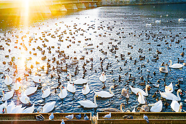 포토 JPG 해외이미지 동물 해외 유럽 호수 야생동물 겨울 자연 조류 생물 오리 북유럽 스웨덴 풍경 사람없음 도시풍경 태양 일출 맑음 연못 수면 백조 물새 기관 스톡홀름 해외202309 해외포토 자연요소 계절 나라 날씨 물 노을 도시 생태계 파일형식