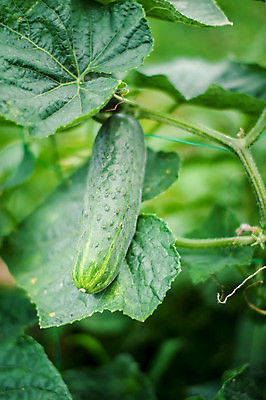 포토 JPG 해외이미지 식물 계절 꽃 음식 컬러 백그라운드 잎 밭 농업 채소 재료 자연 오이 건강 사람없음 초록색 농작물 농장 노란색 새싹 정원 흙 수확 성장 벚꽃 나뭇가지 신선 작음 유기농 원예 날것 내추럴 밭일 숙성 온실 채식주의자 세련 해외202309 해외포토 나무 웰빙 산업 취미 크기 생태계 채식 파일형식