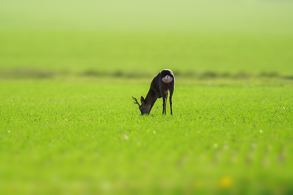 포토 JPG 해외이미지 동물 척추동물 응시 계절 야생동물 밭 포유류 자연 아침 사슴 털 뿔 앉기 사람없음 야외 빨간색 갈색 환경 달러 힘 봄 숲 방목 모피 꼬리 귀 솜털 동물상 삼림지대 암사슴 웅장함 반추동물 벨벳 해외202309 해외포토 주간 시선 컬러 돈 농업 모션 신체부위 조형물 축산업 암컷 실크 생태계 파일형식