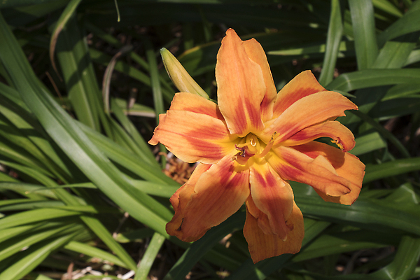 포토 JPG 해외이미지 식물 꽃잎 꽃 컬러 백그라운드 잎 꽃무늬 오렌지 자연 사람없음 야외 빨간색 초록색 여름 컬러풀 뷰티 노란색 정원 들꽃 벚꽃 꽃술 개화 백합 질감 꽃가루 내추럴 꽃수술 해외202309 해외포토 계절 무늬 과일 가루 생태계 파일형식