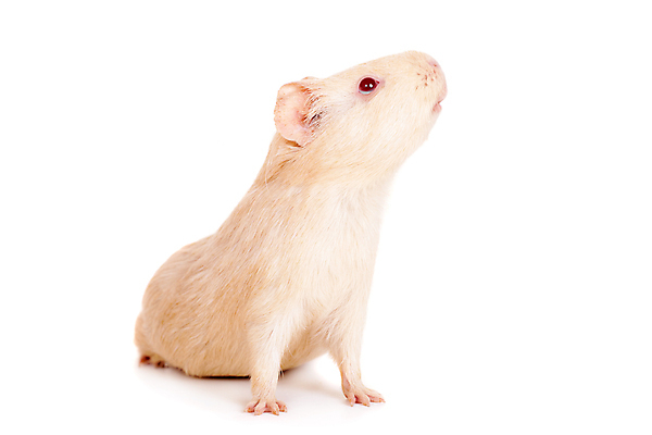 포토 JPG 해외이미지 동물 1 응시 행복 얼굴 컬러 백그라운드 포유류 수염 주택 털 사람없음 가로 반려동물 갈색 흰색 돼지 닫기 달콤 설치류 작음 크림 호기심 코 고립 해외202309 해외포토 시선 감정 컨셉 모션 건물 신체부위 맛 크기 파일형식