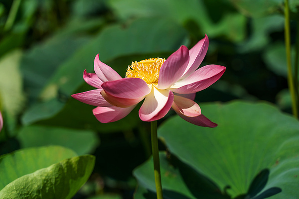 포토 JPG 해외이미지 식물 꽃잎 꽃 호수 분홍색 컬러 백그라운드 잎 꽃무늬 자연 바람 사람없음 야외 장식 초록색 물 뷰티 정원 고요 들꽃 벚꽃 연못 개화 닫기 허브 심볼 꽃가루 동영상 내추럴 엘리먼트 HD 해외202309 해외포토 자연요소 무늬 모션 날씨 가루 생태계 파일형식