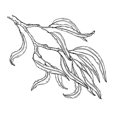 EPS 해외이미지 나무 식물 손 디자인 선 백그라운드 잎 꽃무늬 일러스트 자연 잉크 미술 그래픽 장식 초록색 세트 검은색 수확 나뭇가지 기름 은색 스케치 허브 버드나무 싱글 윤곽 아로마 내추럴 고립 엘리먼트 유칼립투스 스타일 벡터 해외202309 해외일러스트 꽃 음식 컬러 무늬 농업 문화예술 신체부위 생태계 파일형식