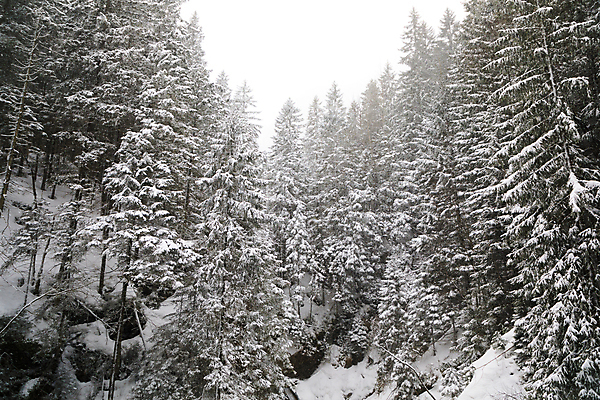 포토 JPG 해외이미지 나무 계절 유럽 여행 겨울 자연 날씨 산 풍경 사람없음 야외 환경 추위 안개 흰색 소나무 숲 서리 눈보라 폴란드 가문비나무 해외202309 해외포토 식물 나라 컬러 눈_날씨 생태계 파일형식