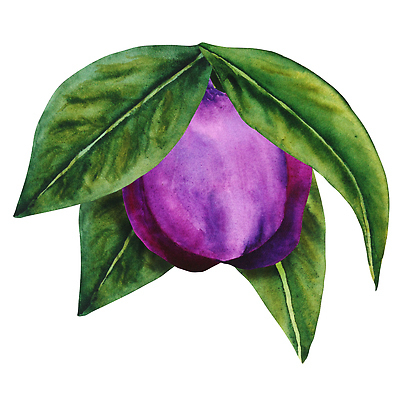 포토 JPG 해외이미지 식물 디자인 꽃잎 꽃 백그라운드 잎 꽃무늬 패턴 일러스트 자연 벽지 수채화 미술 사람없음 그래픽 초록색 여름 세트 정원 보라색 검은색 봄 성장 벚꽃 직물 인사 신용카드 개화 인쇄 스케치 천 오브젝트 그림 질감 손그림 시트 내추럴 고립 엘리먼트 해외202309 해외일러스트 계절 컬러 무늬 문화예술 금융 예절 생태계 파일형식