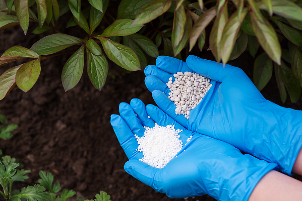 포토 JPG 해외이미지 식물 손 꽃 장갑 백그라운드 컨셉 2 농업 자연 사람 사람없음 초록색 파란색 농장 정원 흙 봄 성장 잡기 업무 선택 농부 낟알 유기농 원예 거름 생태학 작약 화학물질 해외202309 해외포토 직업 웰빙 잡화 계절 교육 산업 컬러 모션 취미 신체부위 작업 화학 생태계 파일형식