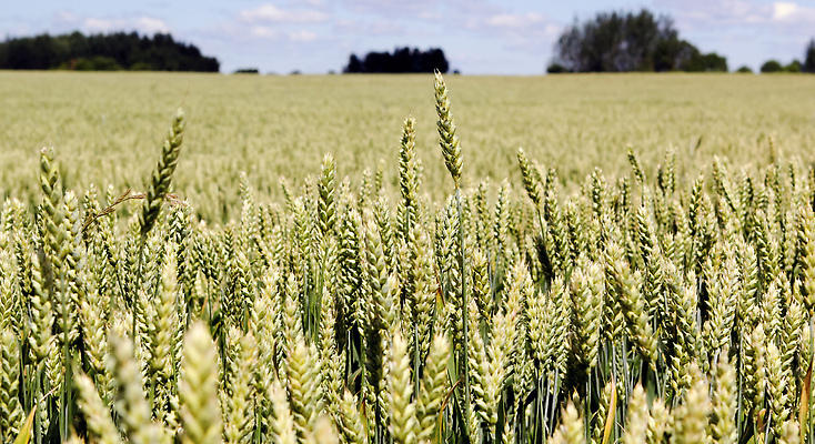 포토 JPG 해외이미지 식물 계절 산업 음식 백그라운드 밭 농업 자연 하늘 건강 씨앗 사람없음 초록색 파란색 농작물 농장 노란색 수확 성장 시골 신선 황금 닫기 낟알 시리얼 밀 질감 날것 귀 잡종 내추럴 밭일 호밀 해외202309 해외포토 컬러 모션 곡류 신체부위 생태계 파일형식