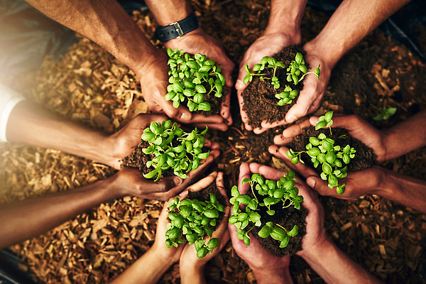 포토 JPG 해외이미지 손 들기 신체부위 하이앵글 새싹 자연보호 희망 흙 성장 손모으기 해외202309 해외포토 식물 감정 뷰포인트 모션 자연 사람 손짓 보호 파일형식