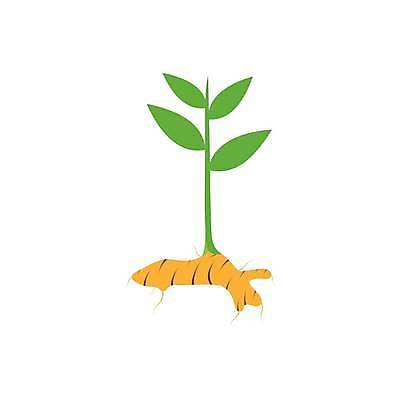 EPS 해외이미지 식물 디자인 음료 음식 조각 잎 다이어트 채소 오렌지 일러스트 재료 자연 건강 요리 동양인 약 흰색 양념 플랫 맛 약초 가루 허브 향신료 유기농 뿌리 내추럴 고립 채식주의자 강황 벡터 해외202309 해외일러스트 웰빙 컬러 컨셉 과일 식재료 의학 인종 풀 생태계 채식 향미료 파일형식 사람