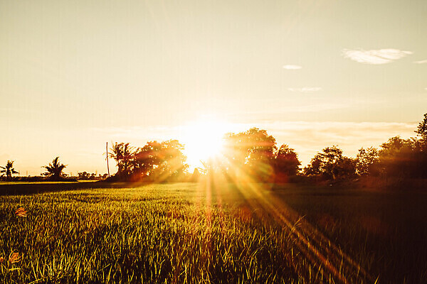 포토 JPG 해외이미지 나무 식물 구름 계절 컬러 백그라운드 밭 농업 태국 자연 하늘 밥 아침 풍경 사람없음 야외 초록색 여름 햇빛 태양 뷰티 농장 농경지 노란색 일출 맑음 일몰 봄 자유 수확 성장 시골 황금 숲 땅 밀 장면 내추럴 넘어짐 밭일 수평선 해외202309 해외포토 주간 자연요소 산업 아시아 음식 컨셉 모션 날씨 곡류 노을 생태계 파일형식