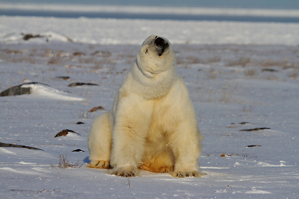 포토 JPG 해외이미지 동물 야생동물 바다 캐나다 곰 포유류 발 자연 종류 앉기 사람없음 야외 맑음 냉동 추위 흰색 인쇄 큼 북극 버드나무 육식동물 북쪽 육식 멸종 솜털 노려봄 화창 해외202309 해외포토 나무 컬러 북아메리카 모션 날씨 표정 신체부위 크기 극지방 방향 생태계 파일형식