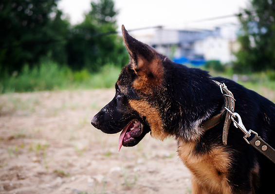 포토 JPG 해외이미지 동물 척추동물 1 응시 행복 감정 백그라운드 창문 포유류 발 자연 주택 한명 웃음 야외 초록색 반려동물 갈색 머리 사진촬영 어둠 산책 입 양치기 개 강아지 치아 혀 귀 육식동물 총구 그리너리 해외202309 해외포토 직업 시선 컬러 휴식 표정 사람 건물 신체부위 촬영 소화기관 생태계 파일형식 트랜드컬러