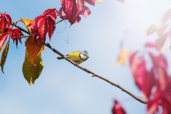 포토 JPG 해외이미지 나무 동물 1 공원 유럽 야생동물 백그라운드 잎 오렌지 자연 조류 앉기 사람없음 초록색 컬러풀 뷰티 노란색 정원 맑음 나뭇가지 소프트포커스 숲 작음 깃털 싱글 체코 내추럴 동물상 삼림지대 해외202309 해외포토 식물 공공시설 나라 컬러 과일 모션 날씨 촬영기법 조형물 크기 생태계 파일형식