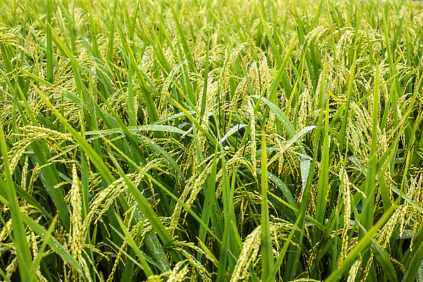 포토 JPG 해외이미지 식물 아시아 지구 음식 여행 잎 패턴 농업 곡선 태국 자연 밥 산 동양인 풍경 사람없음 야외 초록색 농장 환경 계곡 일본 중국 흙 거친 땅 언덕 베트남 발리 캄보디아 지역 시스템 말레이시아 경영 규정 논밭 미얀마 밭일 생태학 인도차이나반도 해외202309 해외포토 교육 나라 산업 선 컬러 섬 무늬 밭 비즈니스 논 인종 동남아시아 생태계 인도네시아 파일형식