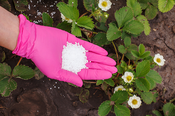 포토 JPG 해외이미지 식물 손 음식 장갑 백그라운드 컨셉 농업 자연 딸기 씨앗 사람 사람없음 초록색 농장 정원 흙 성장 붓기 농부 땅 주기 유기농 원예 거름 돌봄 땅바닥 원예사 화학물질 해외202309 해외포토 직업 웰빙 잡화 산업 컬러 과일 모션 바닥 취미 신체부위 화학 생태계 파일형식