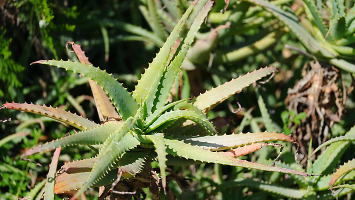 포토 JPG 해외이미지 식물 얼굴 백그라운드 컨셉 잎 농업 신체 재료 자연 건강 동양인 사람없음 치료 초록색 뷰티 약 농장 환경 정원 주스 화장품 촉촉함 신선 약초 허브 피부 피부관리 에코 유기농 원예 테라피 내추럴 돌봄 알로에 해외202309 해외포토 웰빙 산업 음료 컬러 의학 모션 인종 취미 신체부위 젖음 풀_식물 생태계 파일형식