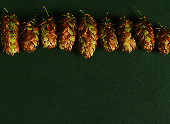 포토 JPG 해외이미지 스튜디오촬영 나무 식물 배너 계절 꽃 음료 음식 컬러 백그라운드 잎 농업 건조 맥주 씨앗 사람없음 초록색 농작물 정원 수확 나뭇가지 약초 묘사 발효 성분 원뿔 내추럴 밭일 숙성 정물화 플랫레이 카피스페이스 해외202309 해외포토 도형 산업 주류 실내 공백 풀_식물 플랫 그림 파일형식