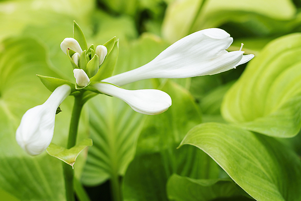 포토 JPG 해외이미지 식물 계절 꽃잎 꽃 백그라운드 잎 꽃무늬 자연 사람없음 야외 초록색 빛 뷰티 정원 봄 벚꽃 흰색 원예 주인 녹색배경 내추럴 해외202309 해외포토 컬러 무늬 취미 생태계 파일형식