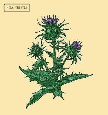 EPS 해외이미지 일러스트 사람없음 약초 허브 엉겅퀴 해외202309 해외일러스트 식물 꽃 풀_식물 파일형식 벡터