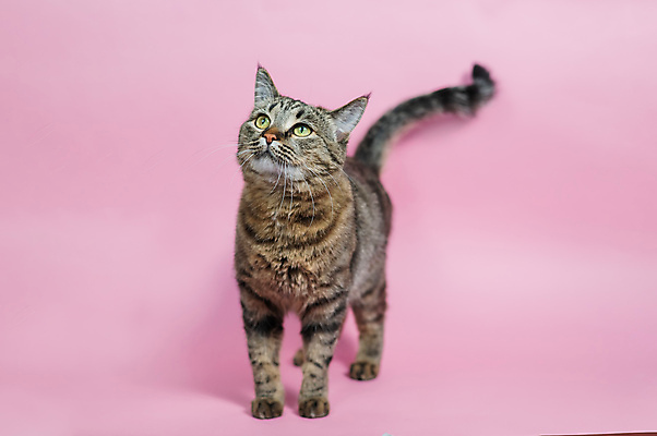 포토 JPG 해외이미지 동물 분홍색 백그라운드 장난 포유류 영국 수염 털 실내 건강 사람없음 반려동물 귀여움 고양이 줄무늬 회색 인사 달콤 작음 모피 콧수염 호기심 육식동물 얼룩무늬 솜털 수의사 기르기 지능 집게발 총구 파스텔톤 안락 해외202309 해외포토 감정 유럽 컬러 컨셉 무늬 내부 의사 예절 맛 크기 돌봄 파일형식