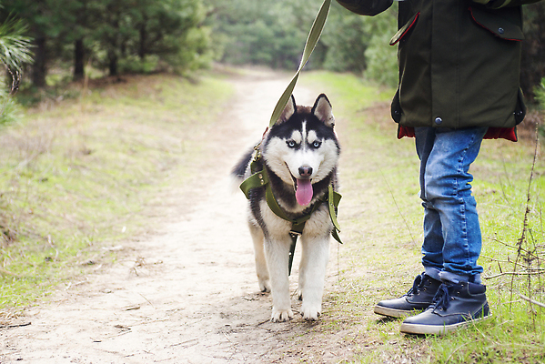 포토 JPG 해외이미지 동물 응시 공원 행복 어린이 자연 사랑 한명 사람 야외 초록색 반려동물 뷰티 갈색 걷기 봄 우정 산책 가을 개 리트리버 숲 주인 송곳니 기르기 돌봄 동반자 복종 유래 순혈 해외202309 해외포토 1 시선 계절 공공시설 감정 컬러 포유류 모션 휴식 친구 치아 생태계 파일형식