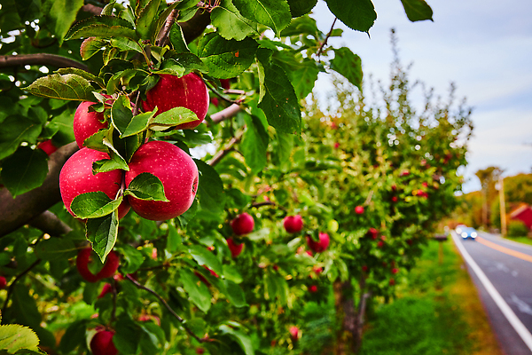 포토 JPG 해외이미지 나무 계절 음식 잎 농업 다이어트 과일 건강 사람없음 빨간색 농장 정원 수확 나뭇가지 신선 달콤 사과 숲 과수원 유기농 뉴욕 복숭아 내추럴 숙성 맛있는 해외202309 해외포토 식물 웰빙 산업 컬러 미국 맛 파일형식