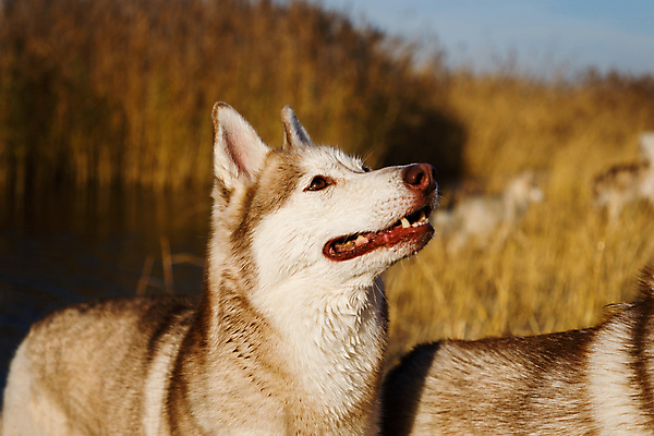 포토 JPG 해외이미지 동물 1 호수 새끼 컬러 백그라운드 잎 포유류 자연 털 사람없음 야외 반려동물 노란색 환경 가을 흰색 개 깃털 호기심 솜털 송곳니 기르기 유래 순혈 해외202309 해외포토 식물 계절 감정 컨셉 치아 생태계 돌봄 파일형식