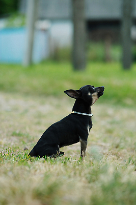 포토 JPG 해외이미지 동물 1 디자인 응시 공원 행복 얼굴 컬러 백그라운드 포유류 자연 잔디 사람없음 야외 장식 초록색 반려동물 장난감 갈색 검은색 흰색 아기 닫기 개 강아지 작음 테리어 귀 송곳니 고립 기르기 러시아인 유래 순혈 해외202309 해외포토 서양인 식물 시선 공공시설 감정 모션 사람 신체부위 치아 크기 생태계 돌봄 파일형식