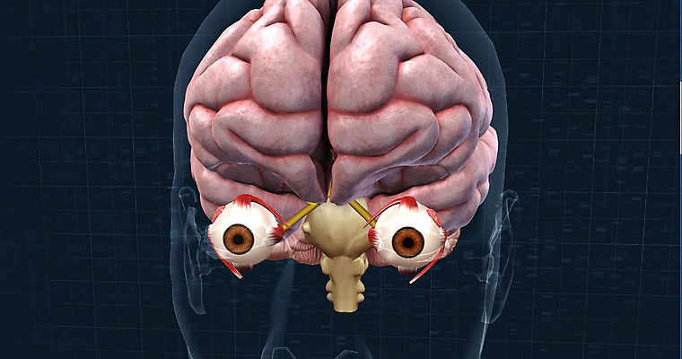 포토 JPG 해외이미지 학생 사람없음 고통 맛 혀 피부 뇌 코 달팽이 냄새 귀 비전 청각 해외202309 해외포토 감정 컨셉 연체동물 신체부위 입 파일형식