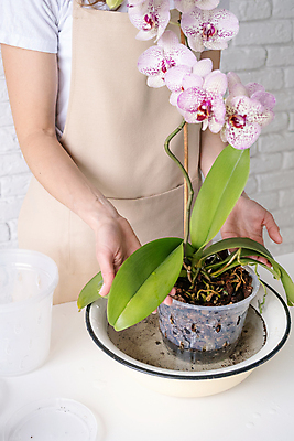 포토 JPG 해외이미지 여자 꽃 화분 잎 실내 한명 상반신 성인 앞치마 성인여자한명만 홈가드닝 해외202309 해외포토 식물 1 사람 내부 원예 여자한명만 성인여자만 파일형식