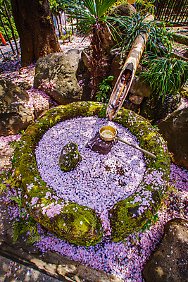 포토 JPG 해외이미지 꽃잎 이끼 사람없음 봄 벚꽃 풀잎 가득함 요코하마 해외202309 해외포토 계절 꽃 잎 일본 풀_식물 파일형식