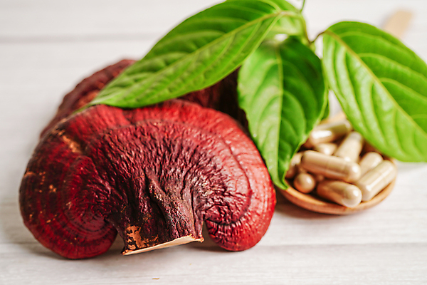 포토 JPG 해외이미지 잎 건강 사람없음 약초 나무숟가락 영지버섯 해외202309 해외포토 식물 숟가락 버섯 풀_식물 파일형식