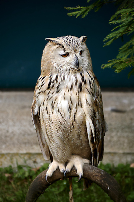 포토 JPG 해외이미지 동물 응시 얼굴 야생동물 날개 자연 조류 생물 뿔 동물원 서기 사람없음 갈색 머리 검은색 어둠 분노 흰색 관찰 야간 큼 먹이 깃털 호기심 생물학 보안 부리 귀 육식동물 부엉이 사냥꾼 경보 발톱 카피스페이스 해외202309 해외포토 자연요소 직업 시선 교육 감정 컬러 컨셉 모션 발 안전 신체부위 공백 크기 생태계 파일형식