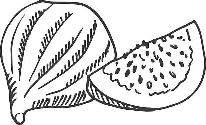 EPS 해외이미지 식물 손 음식 조각 백그라운드 농업 다이어트 과일 일러스트 재료 자연 건조 건강 요리 미술 그래픽 검은색 수확 흰색 신선 달콤 맛 스케치 그림 유기농 판화 무화과 내추럴 고립 숙성 엘리먼트 이국적 채식주의자 벡터 맛있는 해외202309 해외일러스트 웰빙 산업 컬러 컨셉 문화예술 신체부위 생태계 채식 파일형식