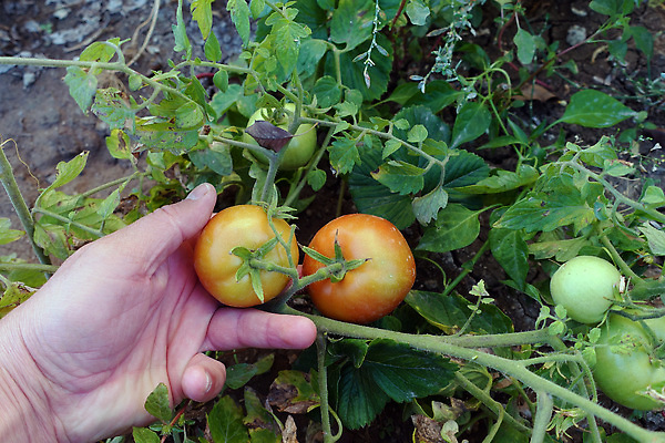 포토 JPG 해외이미지 식물 음식 백그라운드 밭 농업 토마토 채소 과일 재료 자연 파슬리 건강 요리 사람없음 빨간색 초록색 정원 수확 성장 신선 허브 향신료 유기농 날것 향 내추럴 밭일 채식주의자 해외202309 해외포토 웰빙 산업 컬러 생태계 채식 향미료 파일형식