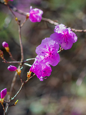 포토 JPG 해외이미지 나무 식물 계절 꽃 벽 분홍색 컬러 백그라운드 꽃무늬 재료 자연 사람없음 야외 목재 초록색 파란색 뷰티 약 정원 보라색 봄 벚꽃 나뭇가지 신선 개화 습지 숲 진달래 다발 제비꽃 관목 아로마 로즈메리 내추럴 시베리아 해외202309 해외포토 무늬 의학 허브 생태계 파일형식
