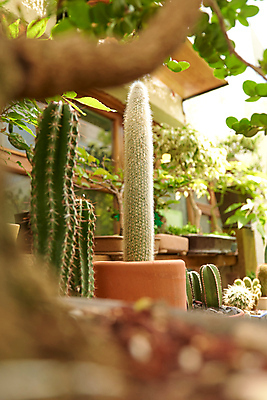 포토 JPG 해외이미지 화분 화초 사람없음 원예 해외202309 해외포토 식물 취미 파일형식