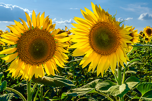 포토 JPG 해외이미지 식물 꽃잎 꽃 지구 리플렛 백그라운드 무늬 농업 벽지 날씨 해바라기 풍경 사람없음 여름 빛 컬러풀 세계 햇빛 태양 농경지 노란색 평화 목장 들꽃 수확 성장 벚꽃 광선 시골 개화 낟알 원예 화단 강렬 광 밭일 웅장함 해외202309 해외포토 자연요소 계절 산업 컬러 컨셉 취미 농장 파일형식