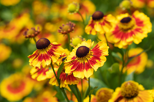 포토 JPG 해외이미지 식물 계절 꽃잎 꽃 잎 꽃무늬 자연 사람없음 야외 환경 정원 성장 벚꽃 신선 개화 닫기 관목 생태계 원예 화단 내추럴 영원 해외202309 해외포토 나무 무늬 모션 취미 파일형식