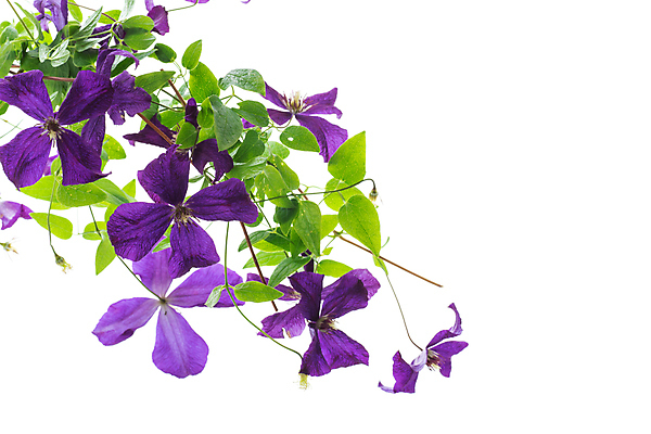 포토 JPG 해외이미지 식물 디자인 꽃 행복 줄기 백그라운드 꽃무늬 텍스트 자연 엄마 발렌타인데이 사랑 사람없음 장식 초록색 뷰티 우주 정원 보라색 봄 성장 벚꽃 흰색 나뭇가지 인사 신용카드 개화 닫기 꽃집 제비꽃 향기 엽서 포도나무 고립 국경 해외202309 해외포토 나무 계절 감정 컬러 무늬 가족 모션 데이이벤트 금융 상점 예절 과일나무 편지 생태계 냄새 파일형식