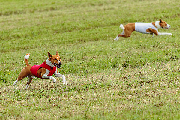 포토 JPG 해외이미지 동물 1 공원 감정 스포츠 밭 모션 놀이 건강 사람없음 야외 초록색 반려동물 달리기 뷰티 걷기 정원 점프 경쟁 에너지 게임 시골 레이싱 잡기 개 유혹 속도 사냥 송곳니 기르기 전력질주 챔피언 순혈 해외202309 해외포토 공공시설 컬러 컨셉 농업 포유류 시합 치아 돌봄 파일형식