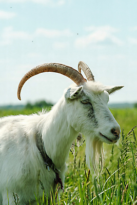 포토 JPG 해외이미지 동물 응시 여자 행복 야생동물 어린이 음식 백그라운드 밭 농업 포유류 자연 염소 털 뿔 사람없음 야외 초록색 반려동물 농장 머리 마을 가축 봄 우유 흰색 시골 방목 먹기 내추럴 밭일 수유 찰과상 해외202309 해외포토 시선 계절 감정 산업 컬러 모션 유제품 사람 신체부위 축산업 상처 생태계 파일형식